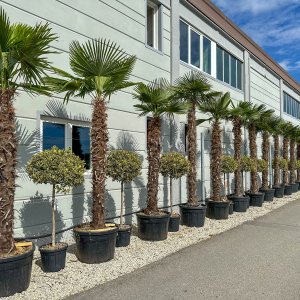 Palma konopná (Trachycarpus fortunei) - výška kmeňa 125-150 cm, celková výška 200-250 cm (-17°C) 